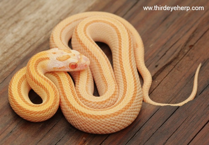 Butter Stripe Corn Snake